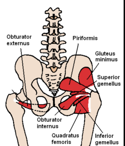 sciatica relief piriformis muscle